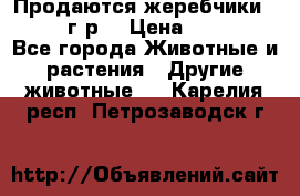 Продаются жеребчики 14,15 16 г.р  › Цена ­ 177 000 - Все города Животные и растения » Другие животные   . Карелия респ.,Петрозаводск г.